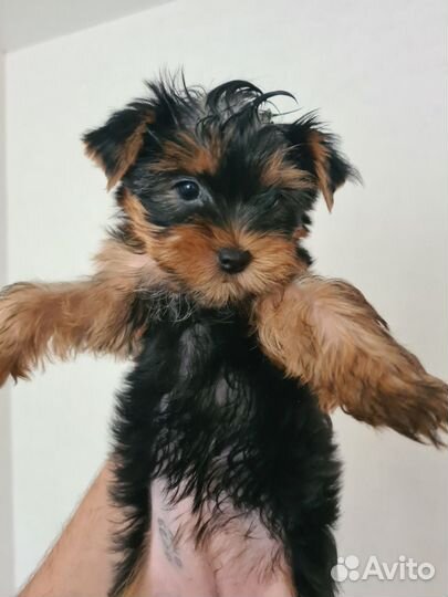 Йоркширский терьер девочки