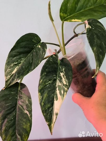 Вьющиеся эпипремнумы и сциндапсусы