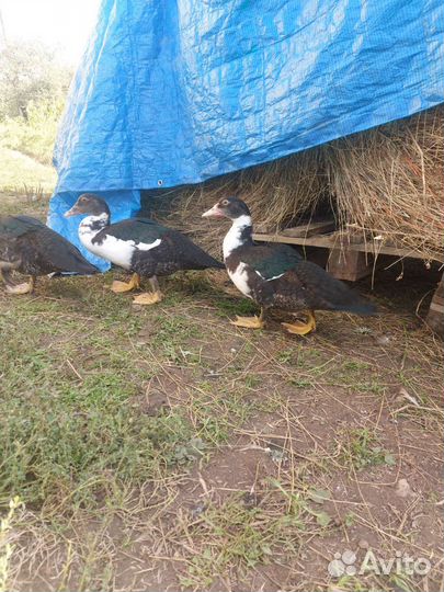 Мускусные утки тяжелые линии