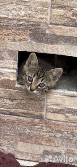 Бенгальская кошка