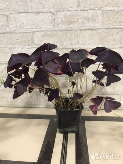 Оксалисы (Кислица) Зефирантес