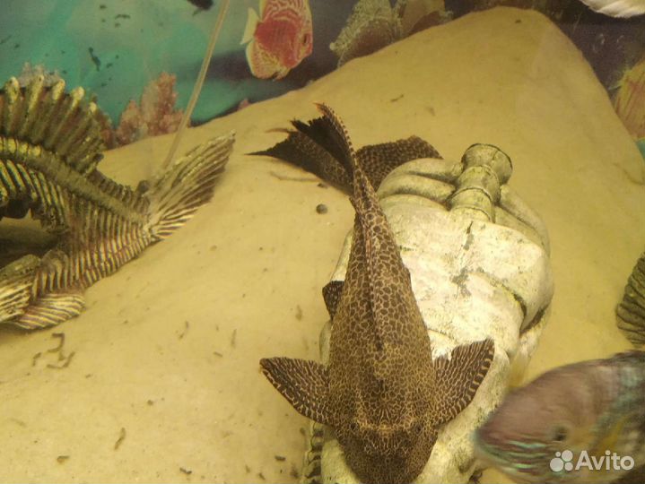 Аквариумные рыбки