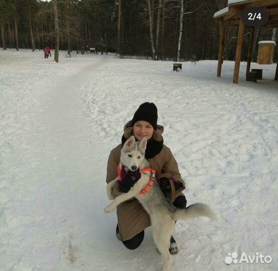 Кинолог/ Групповые/ Индивидуальные занятия