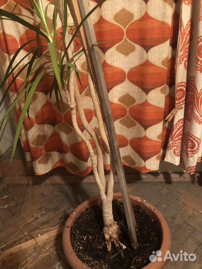 Пальма Юкка в горшке высокая. 2.2 метра