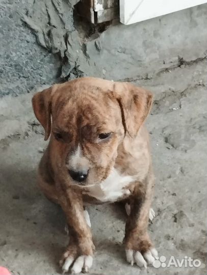 Щенки амстаффа