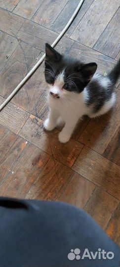 Котята в добрые руки даром бесплатно