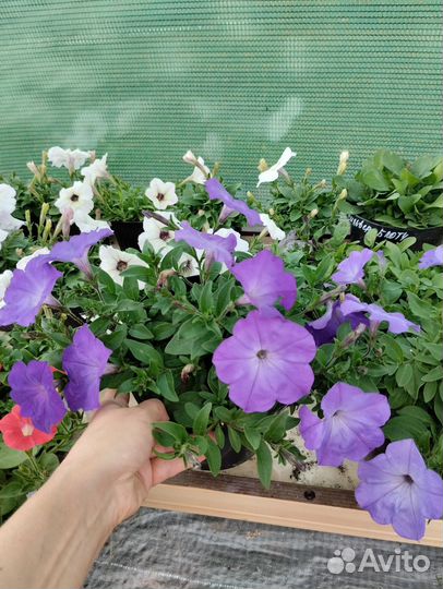 Петуния из профессиональных семян