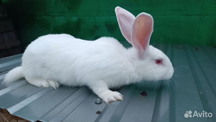 Кролики паннон