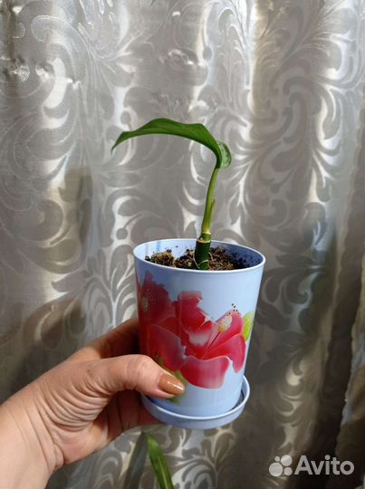 Дифенбахия