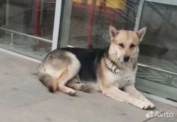 Умный крупный пёс в добрый дом