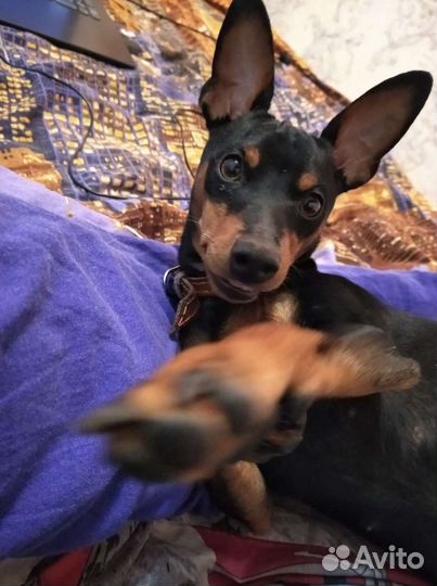 Маленькая собака