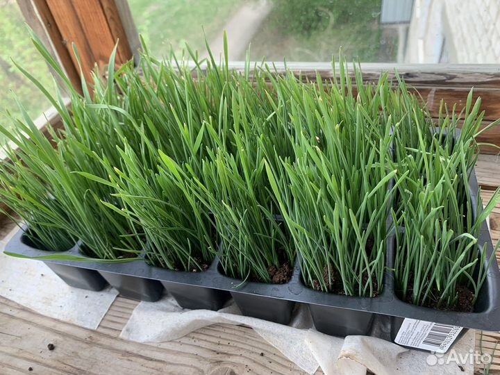 Трава для животных