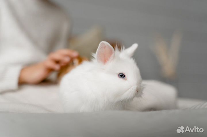 Королевский карликовый кролик - очень редкий