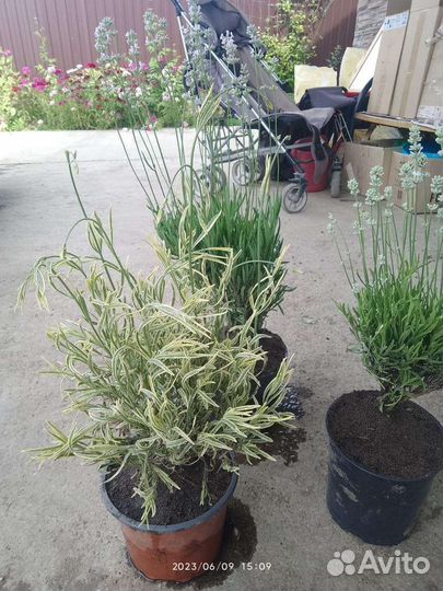 Лаванда в горшке