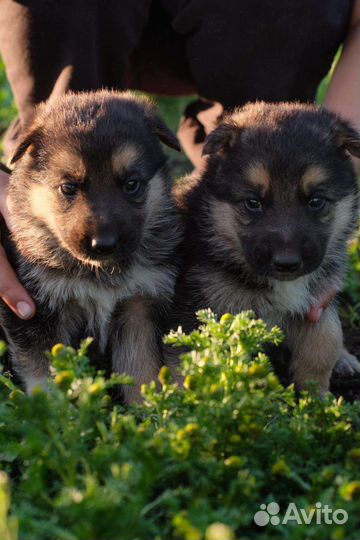 Немецкая овчарка