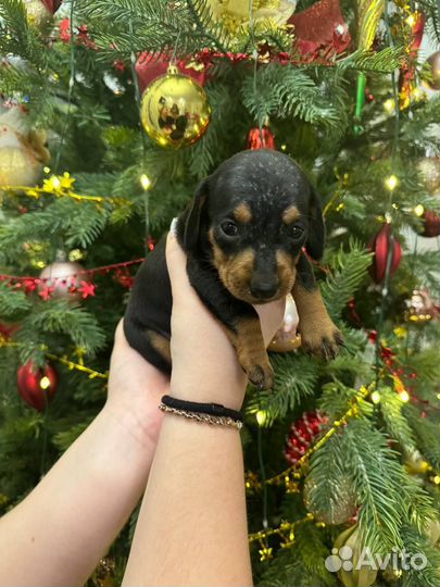 Отдам в хорошие руки, девочку Такса Один месяц