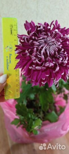 Хризантема корейская Gilbert Leigh Purple