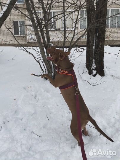 Питбуль вязка