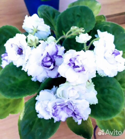 Фиалки на бутонах в горшке