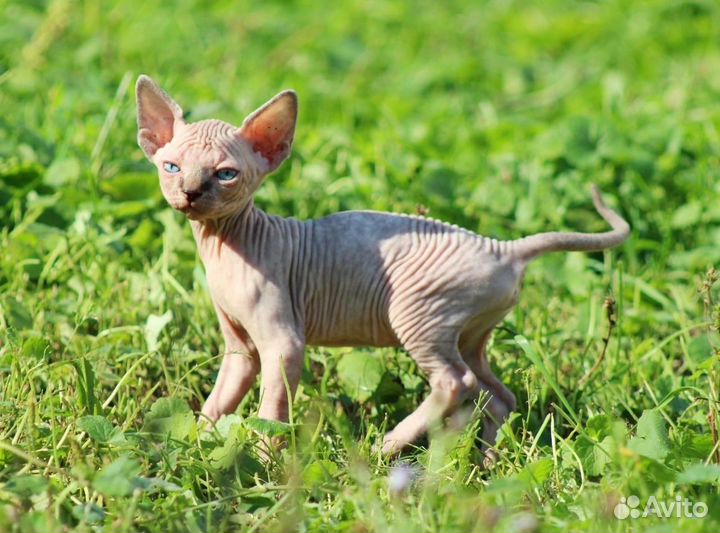 Канадский сфинкс