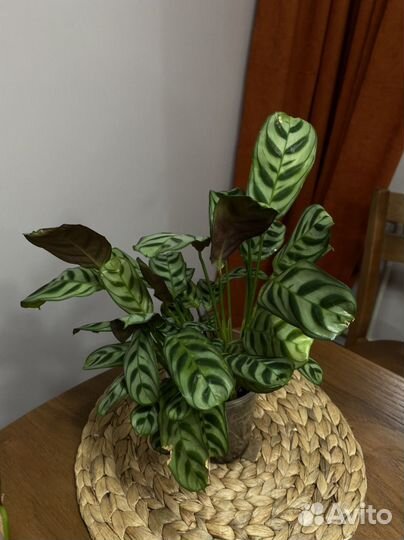 Комнатные растения цветы