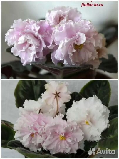 Детки сортовых фиалок
