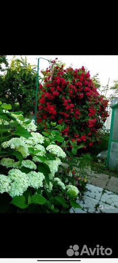 Гортензия древовидная саженцы