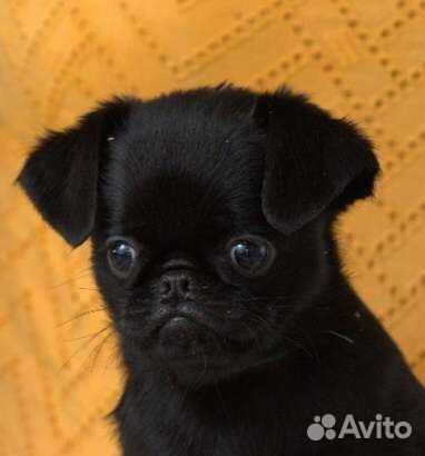 Пти брабансон