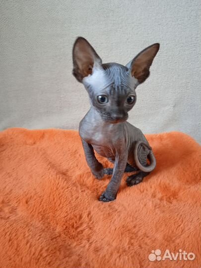 Канадский сфинкс котята