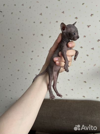Котята сфинкс
