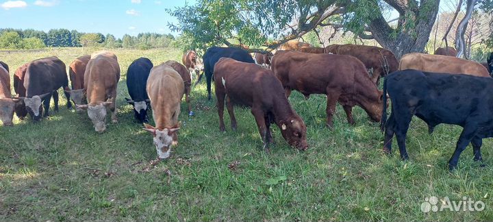 Быки на мясо живым весом