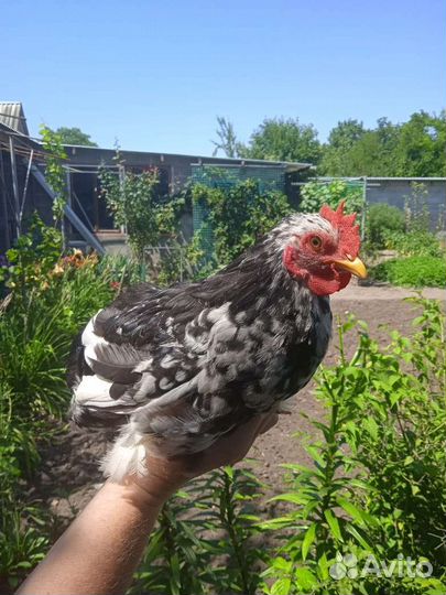 Карликовый кохинхин