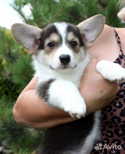 Щенки вельш корги пемброк