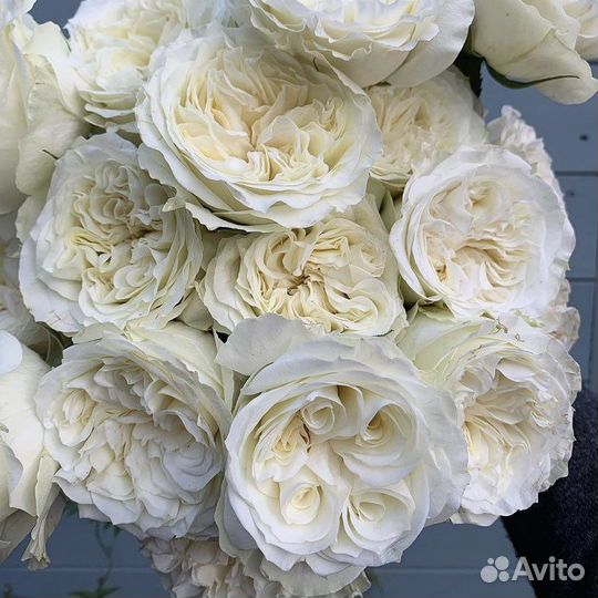 Розы саженцы