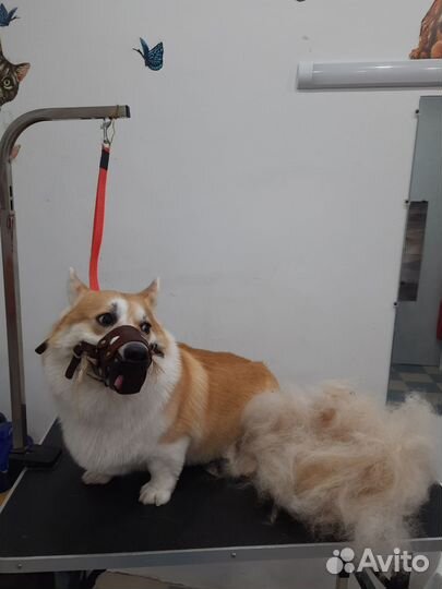 Груминг собак