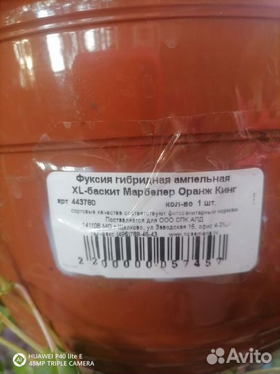 Укорененные черенки сортовой фуксии продам