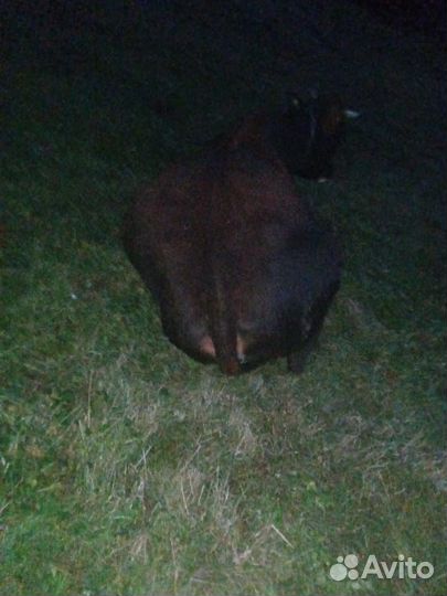 Корова и козы