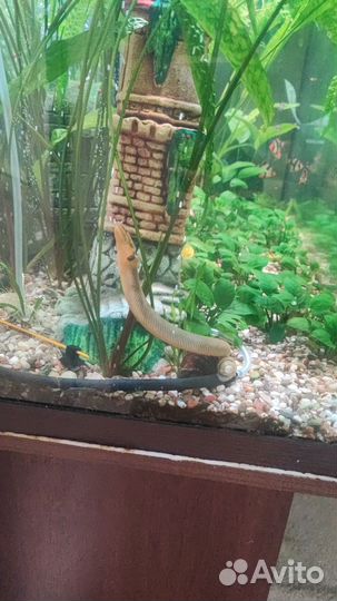 Аквариумные рыбки