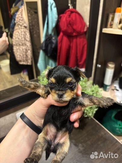 Йоркширский терьер