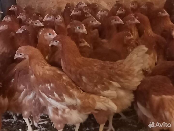 Молодняк кур