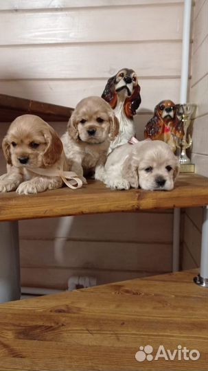 Щенки Американского кокер спаниеля