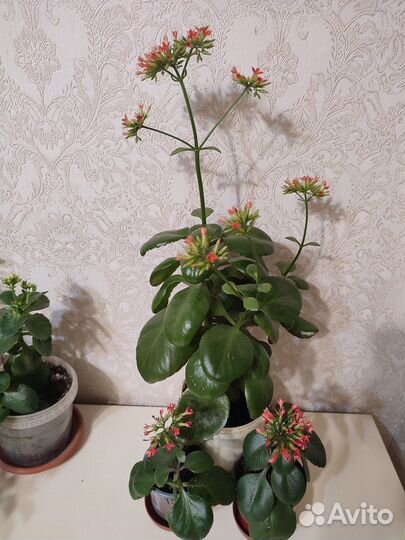 Каланхоэ красный