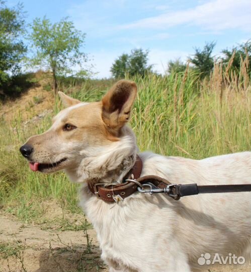 Собака Альф