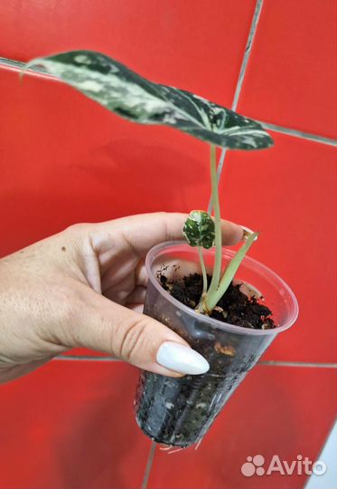 Алоказия Блек вельвет пинк вар