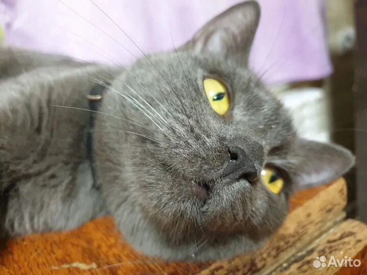Лия ищет дом
