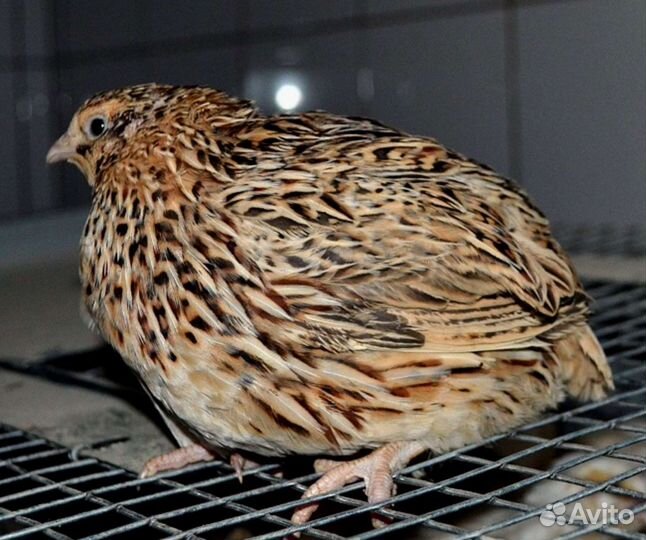 Яйца перепелиные инкубационное