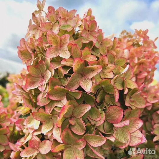 Гортензия металлика metalika