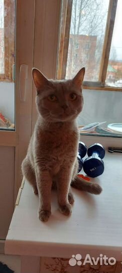 Британские котята