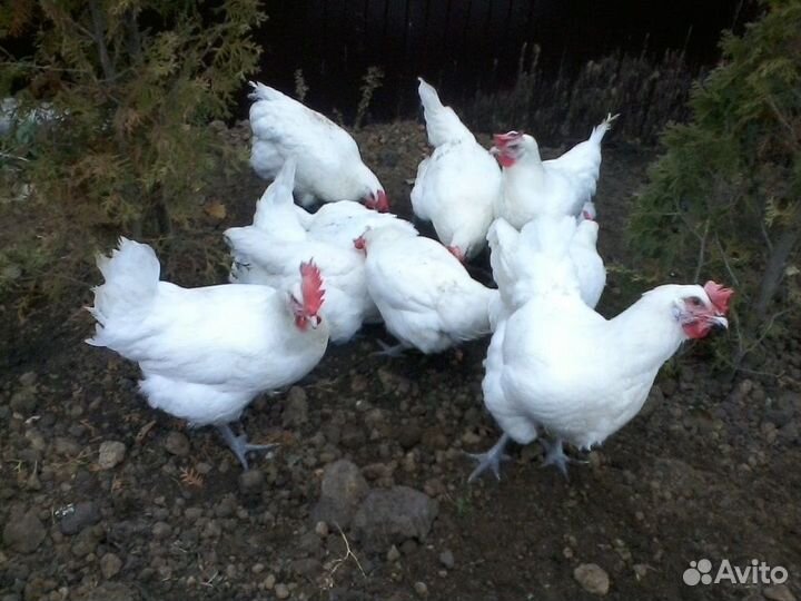 Куры несушки
