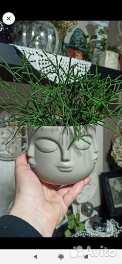 Хлорофитум Грин Оранж, Сингониум, Рипсалис